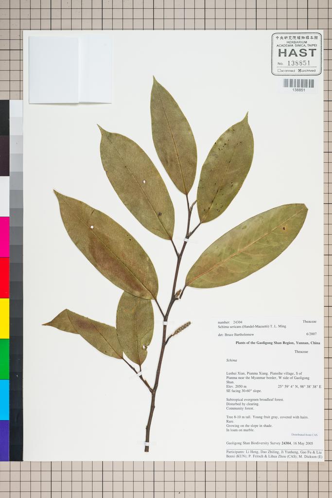 <Unit #127314 Gaoligong Shan Biodiversity Survey | 24304:: | Schima sericans (Hand.-Mazz.) T. L. Ming>