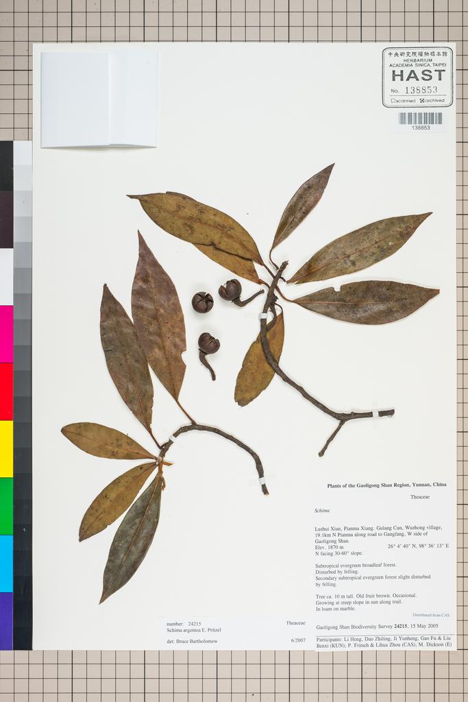 <Unit #127316 Gaoligong Shan Biodiversity Survey | 24215:: | Schima argentea E. Pritz.>