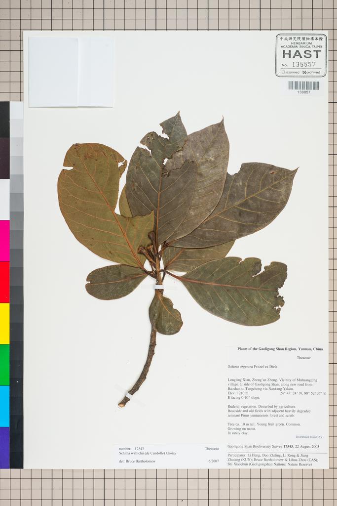 <Unit #127320 Gaoligong Shan Biodiversity Survey | 17543:: | Schima argentea E. Pritz.>