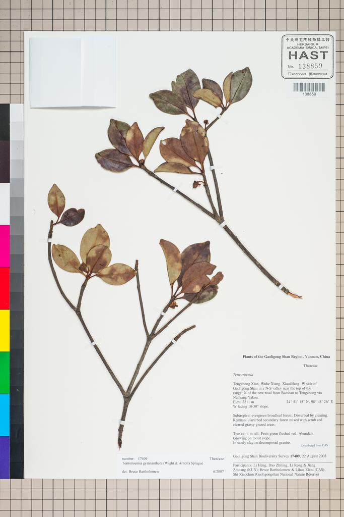 <Unit #127322 Gaoligong Shan Biodiversity Survey | 17409:: | Ternstroemia gymnanthera (Wight & Arn.) Sprague>