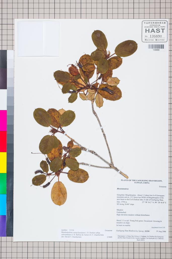 <Unit #127331 Gaoligong Shan Biodiversity Survey | 31216:: | Rhododendron campylocarpum Hook. f. subsp. caloxanthum (Balf. f. & Farrer) D. F. Chamb.>