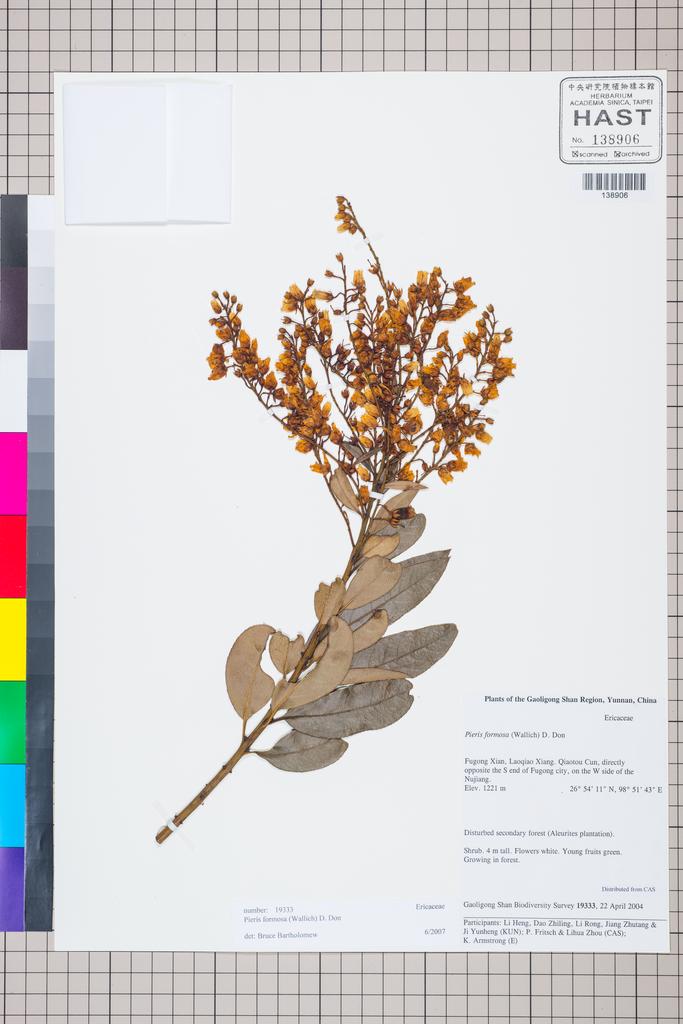 <Unit #127283 Gaoligong Shan Biodiversity Survey | 19333:: | Pieris formosa (Wall.) D. Don>