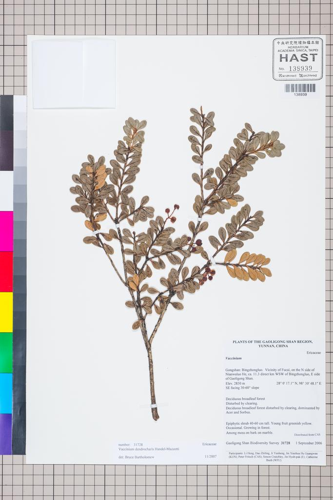 <Unit #127376 Gaoligong Shan Biodiversity Survey | 31728:: | Vaccinium dendrocharis Hand.-Mazz.>
