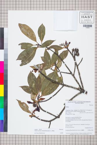 Schima sericans (Schima sericans)