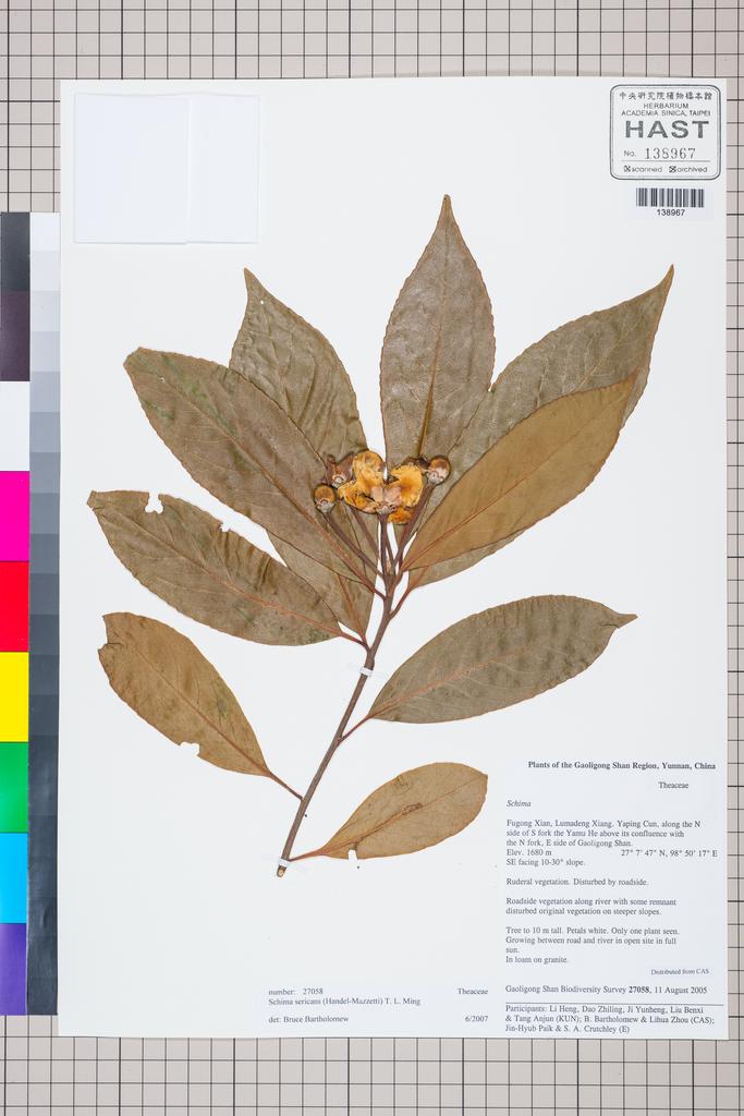 <Unit #127325 Gaoligong Shan Biodiversity Survey | 27058:: | Schima sericans (Hand.-Mazz.) T. L. Ming>