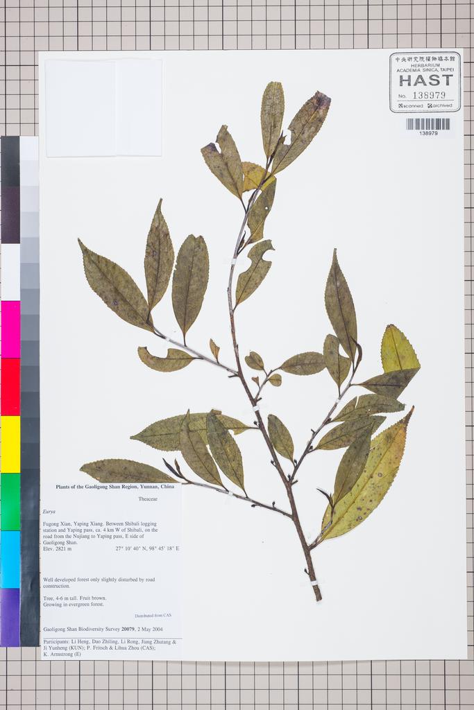 <Unit #127485 Gaoligong Shan Biodiversity Survey | 20079:: | Eurya>