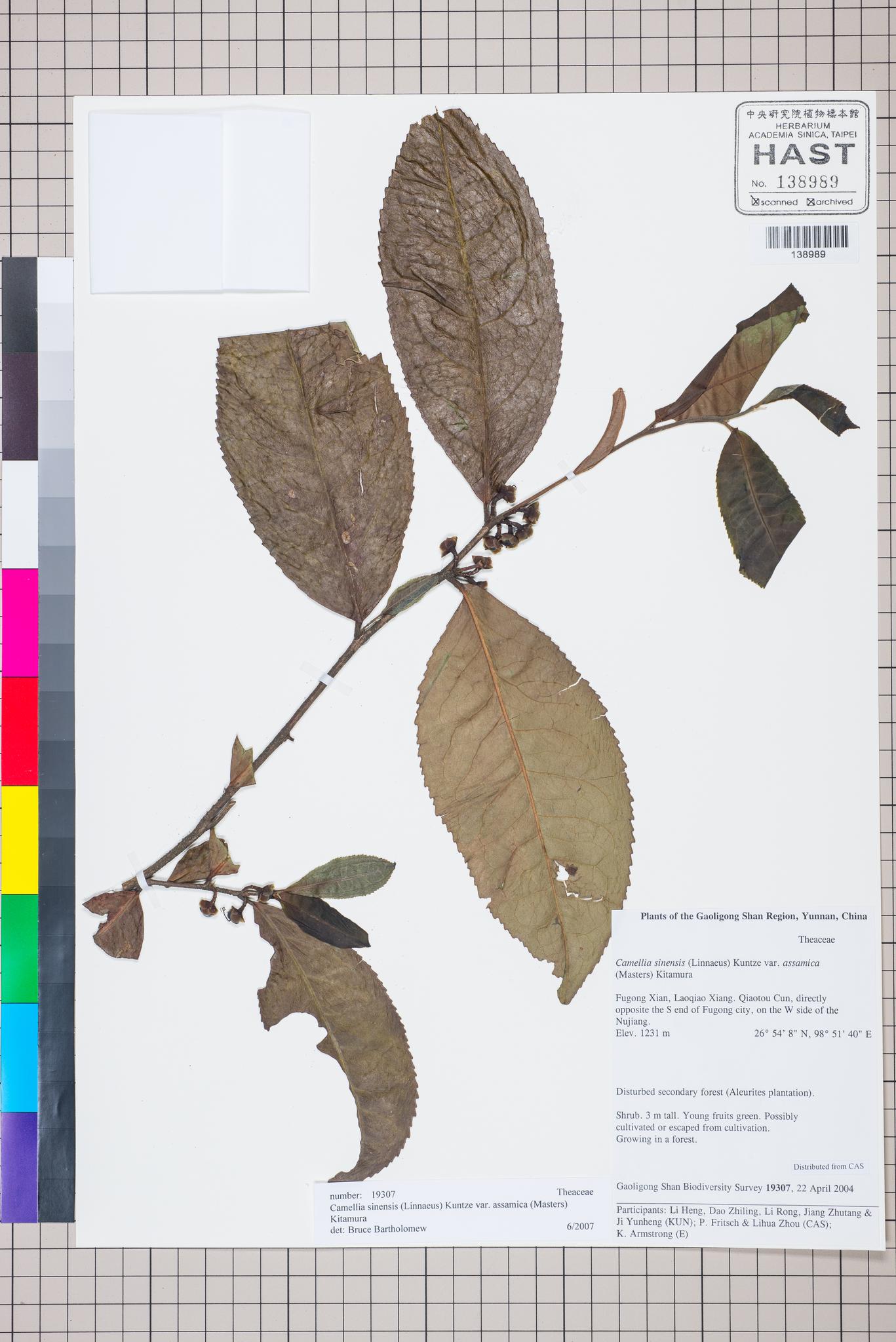 Sample image for viewer