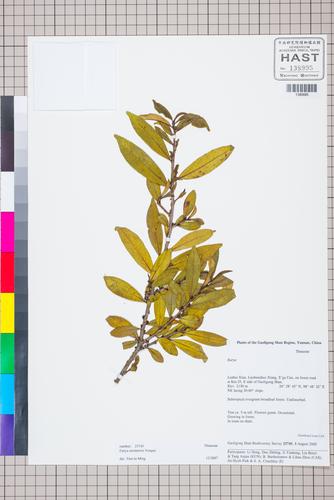Eurya cavinervis (Eurya cavinervis)