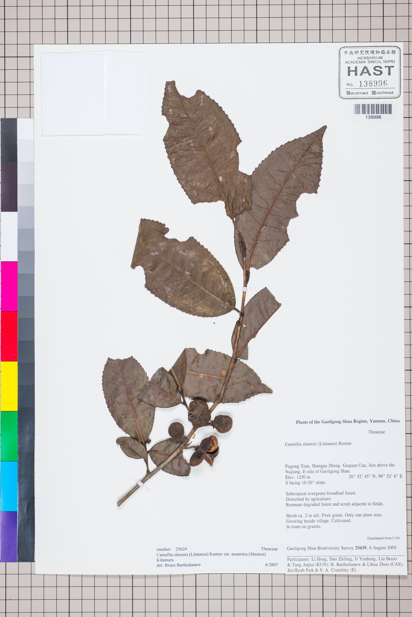 Sample image for viewer