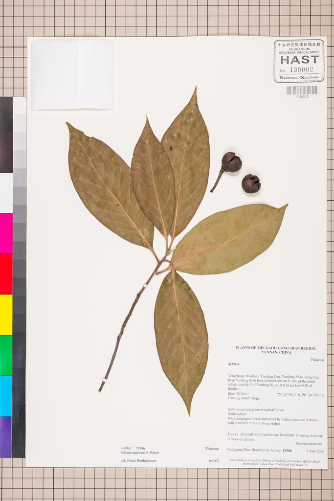 <Unit #127430 Gaoligong Shan Biodiversity Survey | 29986:: | Schima argentea E. Pritz.>