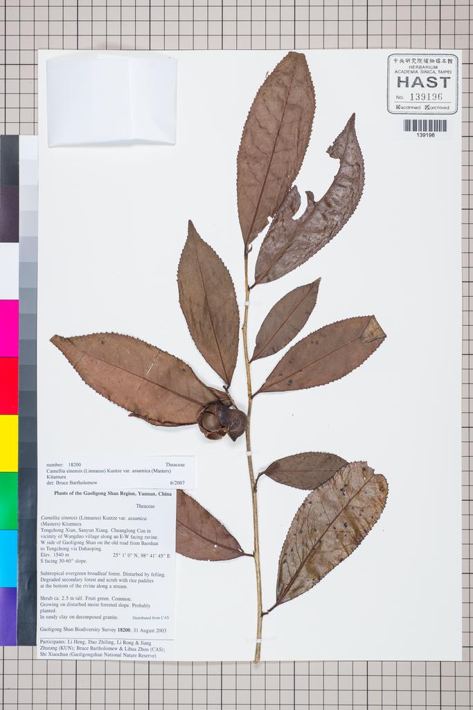 <Unit #127594 Gaoligong Shan Biodiversity Survey | 18200:: | Camellia sinensis (L.) Ktze. var. assamica (Mast.) Kitam.>