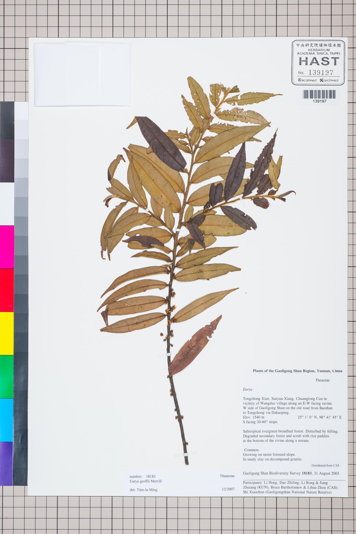 Sample image for viewer