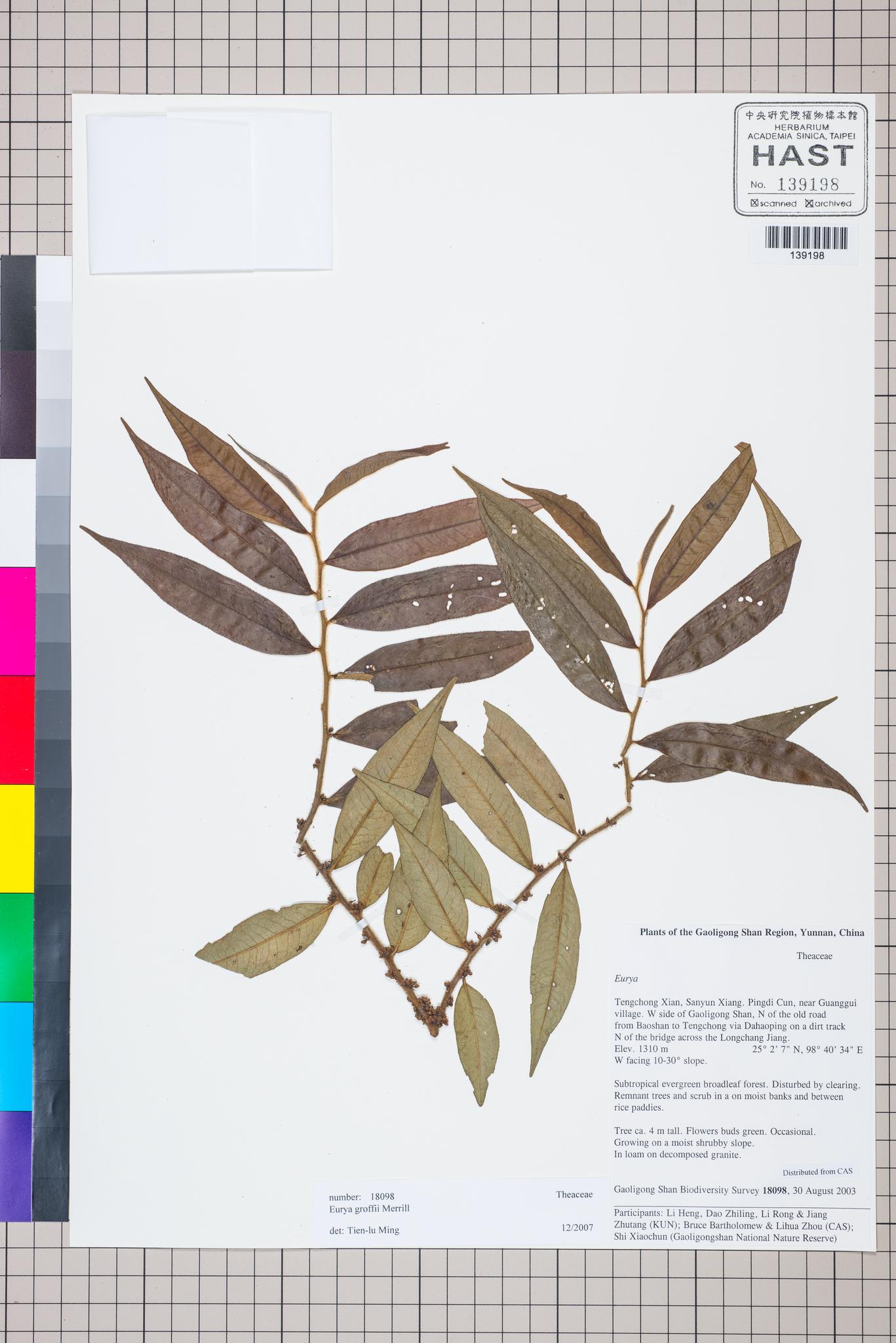 Sample image for viewer