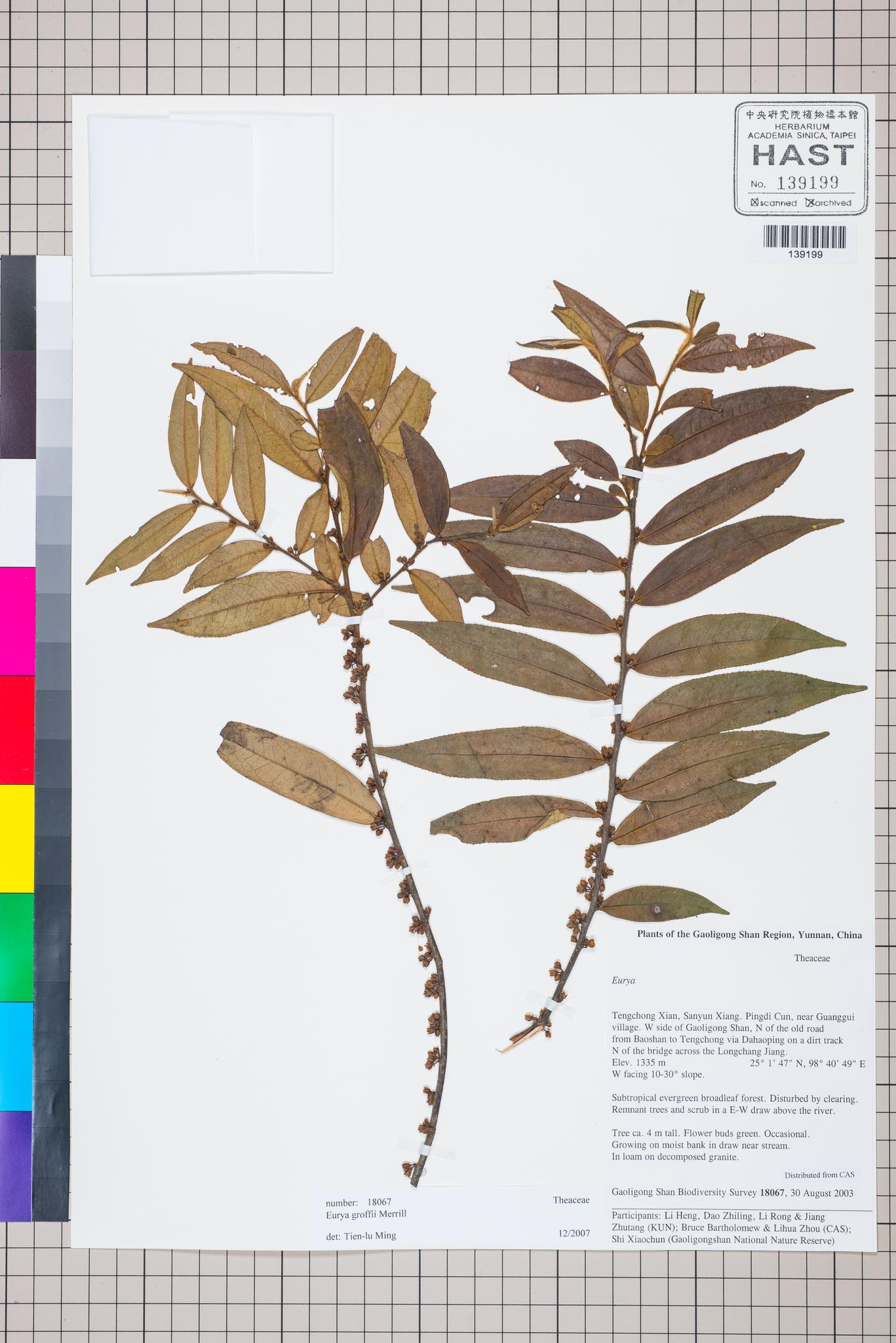 Sample image for viewer