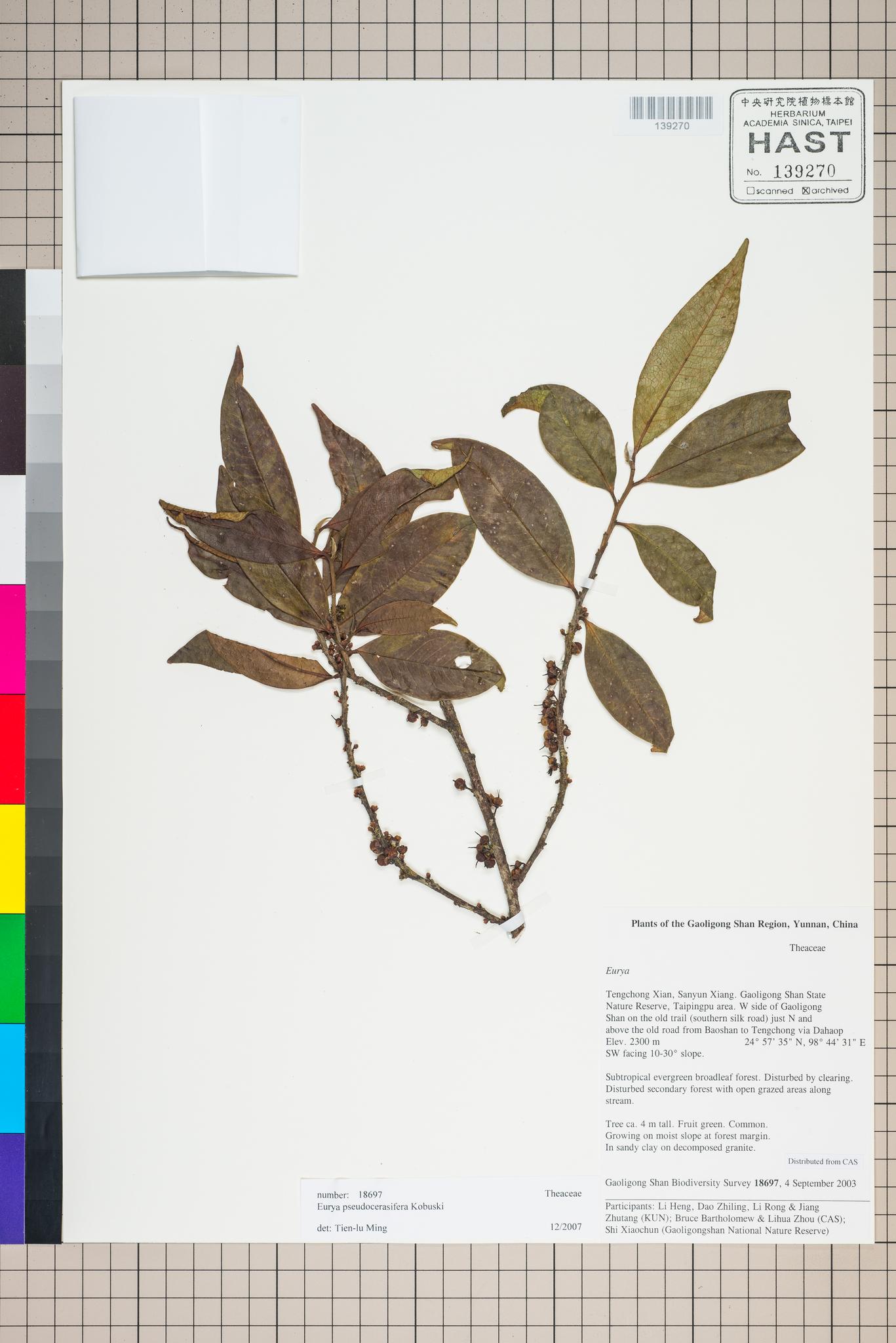 Sample image for viewer