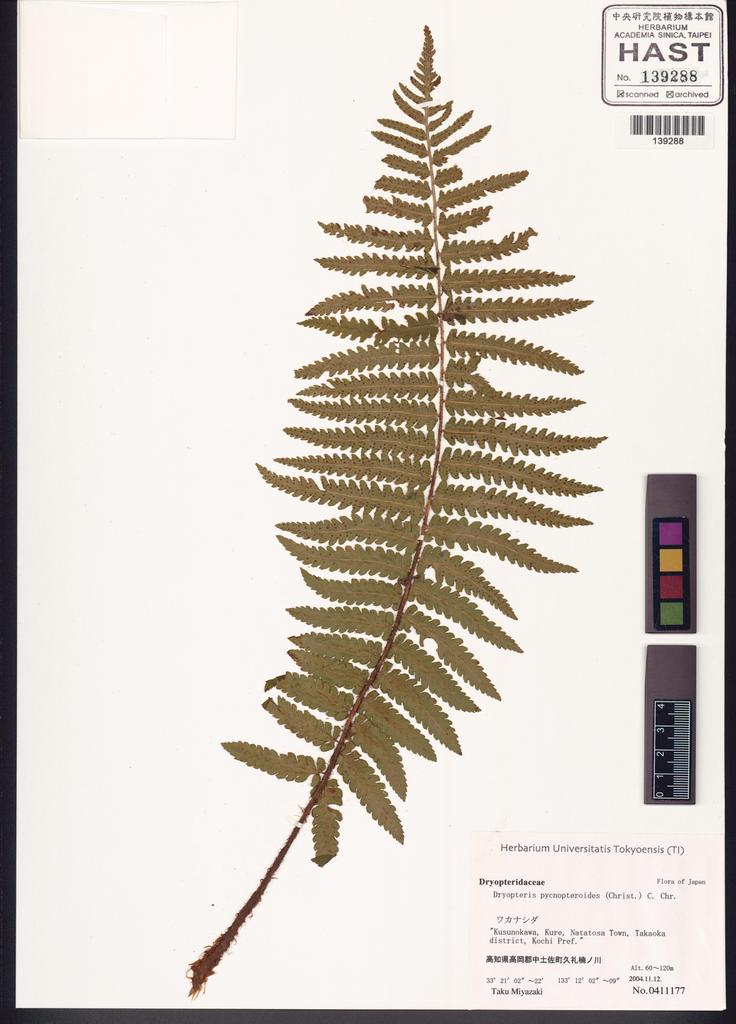 <Unit #128325 Miyazaki, T. |  | 411177:: | Dryopteris pycnopteroides (Christ) C. Chr.>