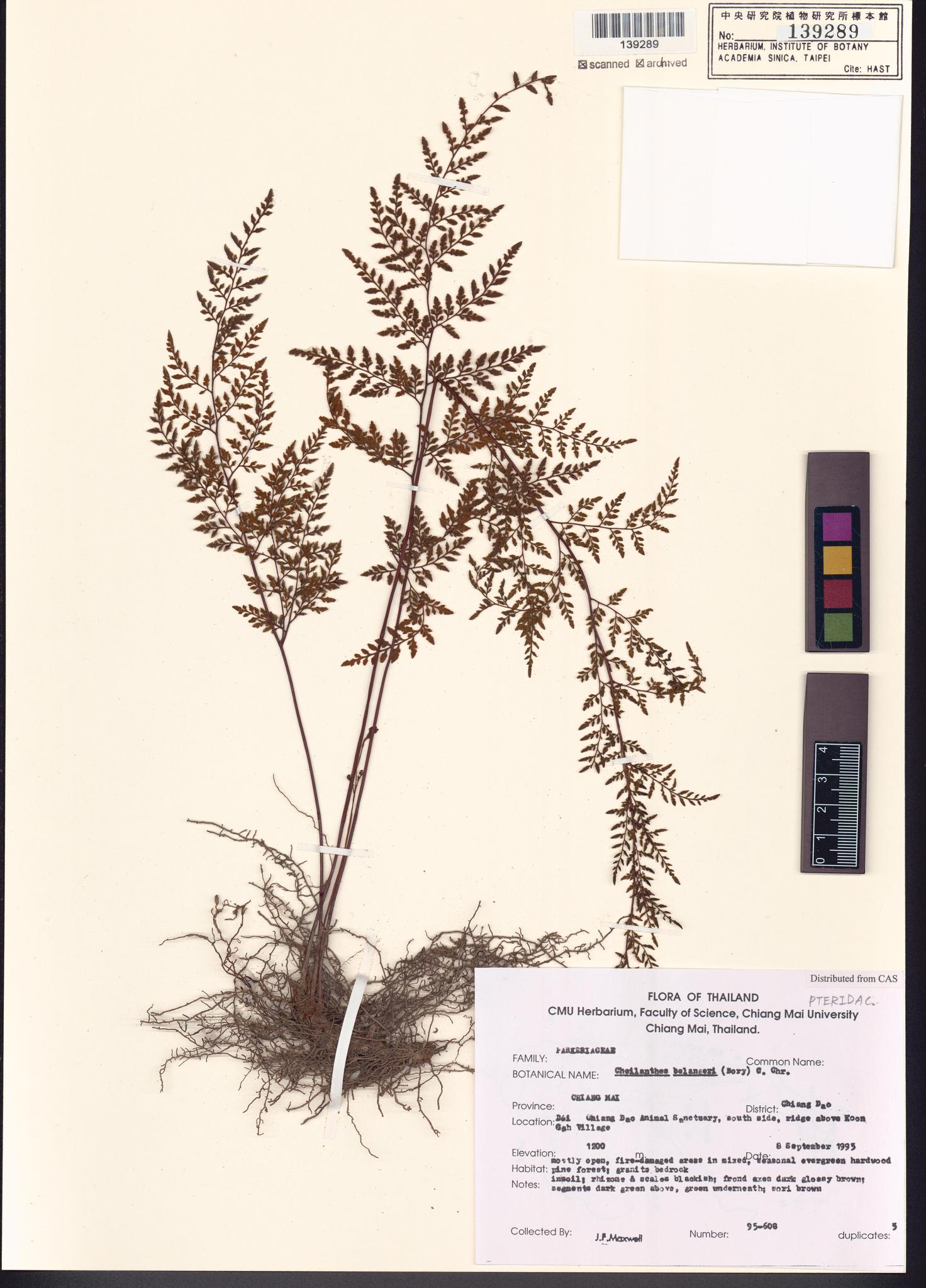 Sample image for viewer