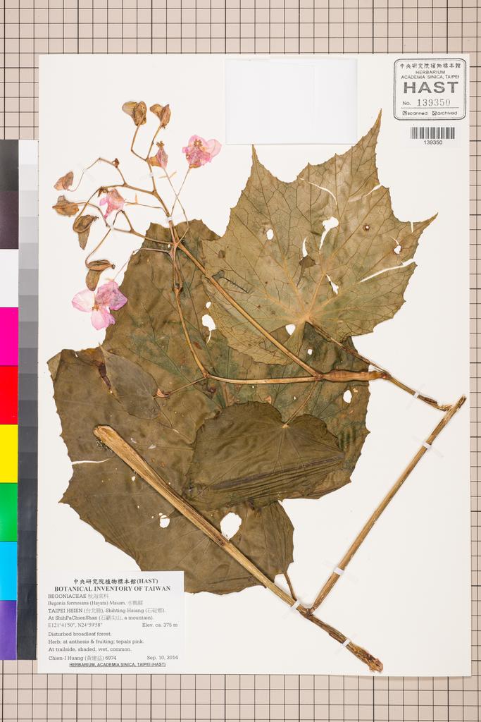 <Unit #129144 Huang, Chien-I | 黃建益 | 6974:: | Begonia formosana (Hayata) Masam.>