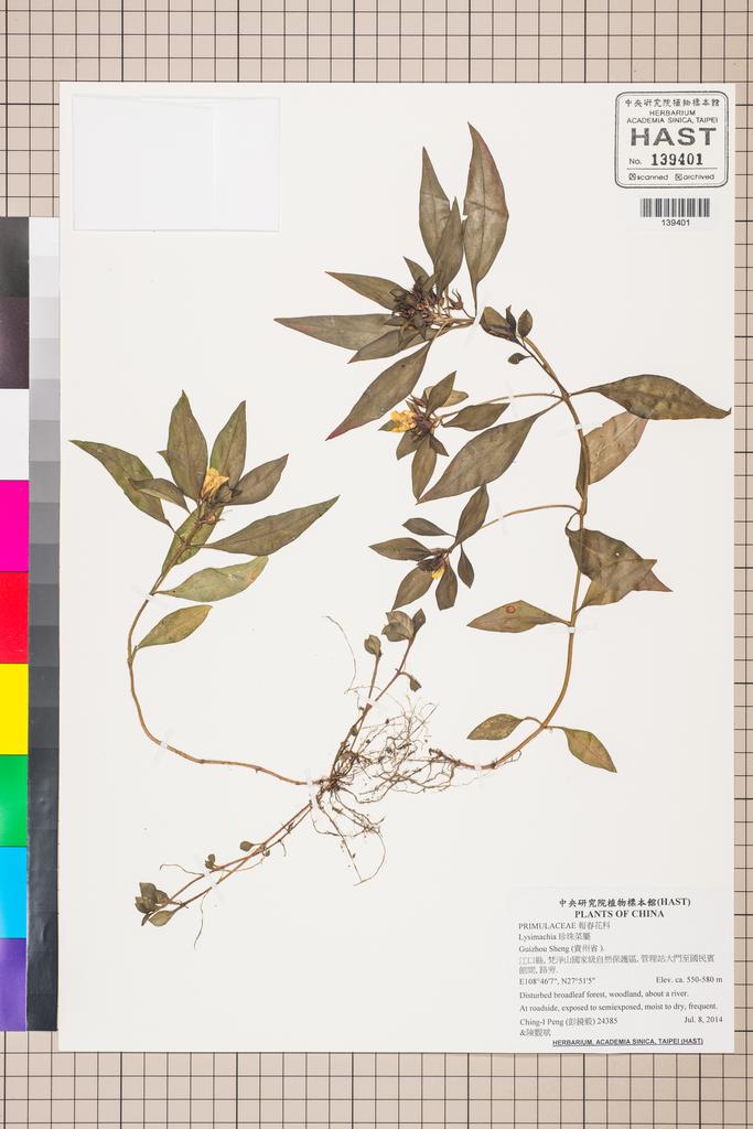 <Unit #129315 Peng, Ching-I | 彭鏡毅 | 24385:: | Lysimachia>
