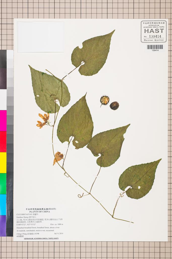 <Unit #129328 Peng, Ching-I | 彭鏡毅 | 24398:: | CUCURBITACEAE>