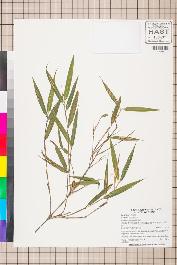 <Unit #129350 Peng, Ching-I | 彭鏡毅 | 24419:: | Yushania>