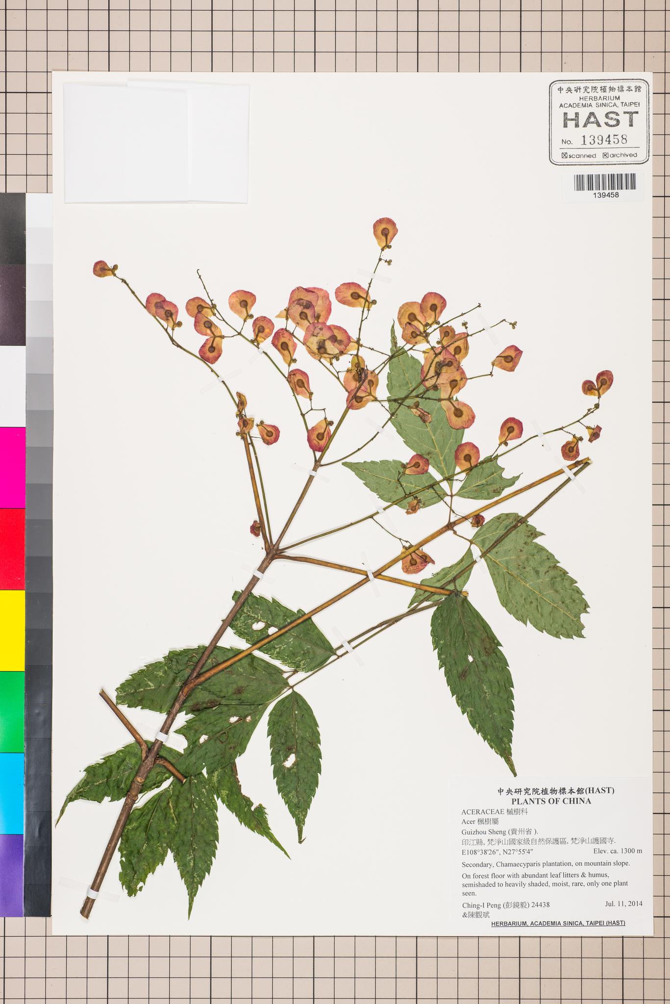 Sample image for viewer