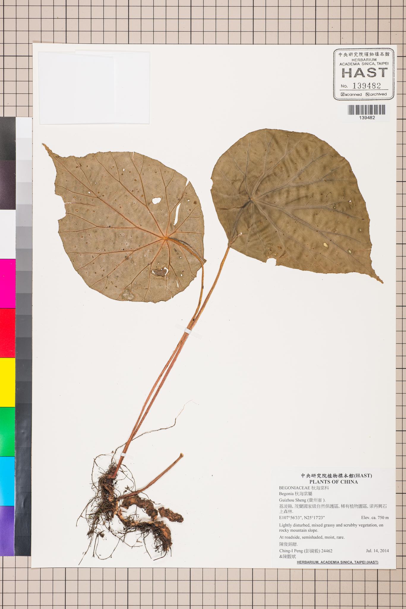 Sample image for viewer