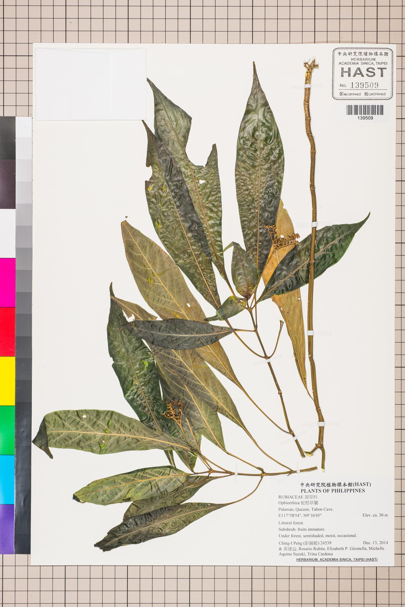 Sample image for viewer