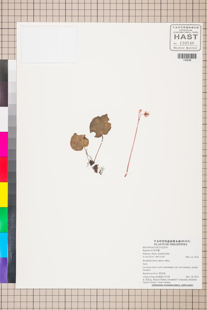 <Unit #129492 Peng, Ching-I | 彭鏡毅 | 24578:: | Begonia>