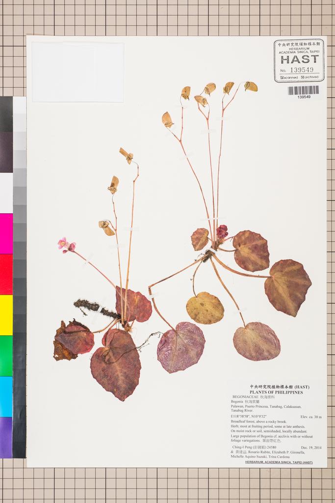 <Unit #129495 Peng, Ching-I | 彭鏡毅 | 24580:: | Begonia gironellae C.I Peng, Rubite & C.W.Lin>