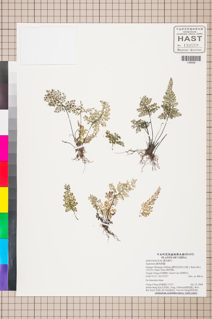 <Unit #87654 Peng, Ching-I | 彭鏡毅 | 21537:: | Asplenium>