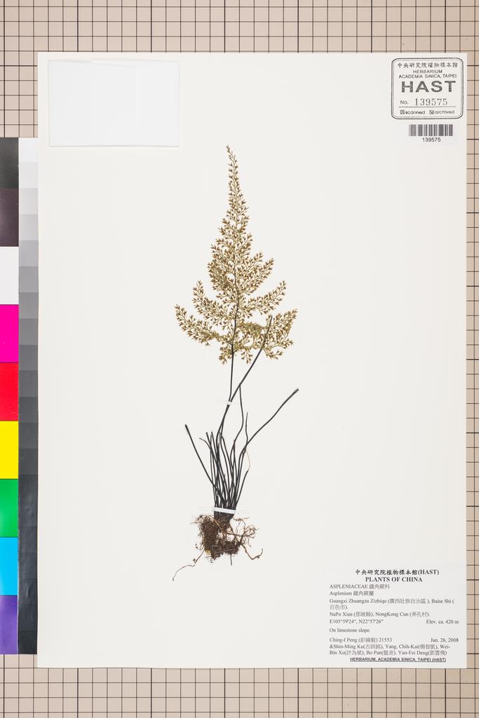 <Unit #87670 Peng, Ching-I | 彭鏡毅 | 21553:: | Asplenium>