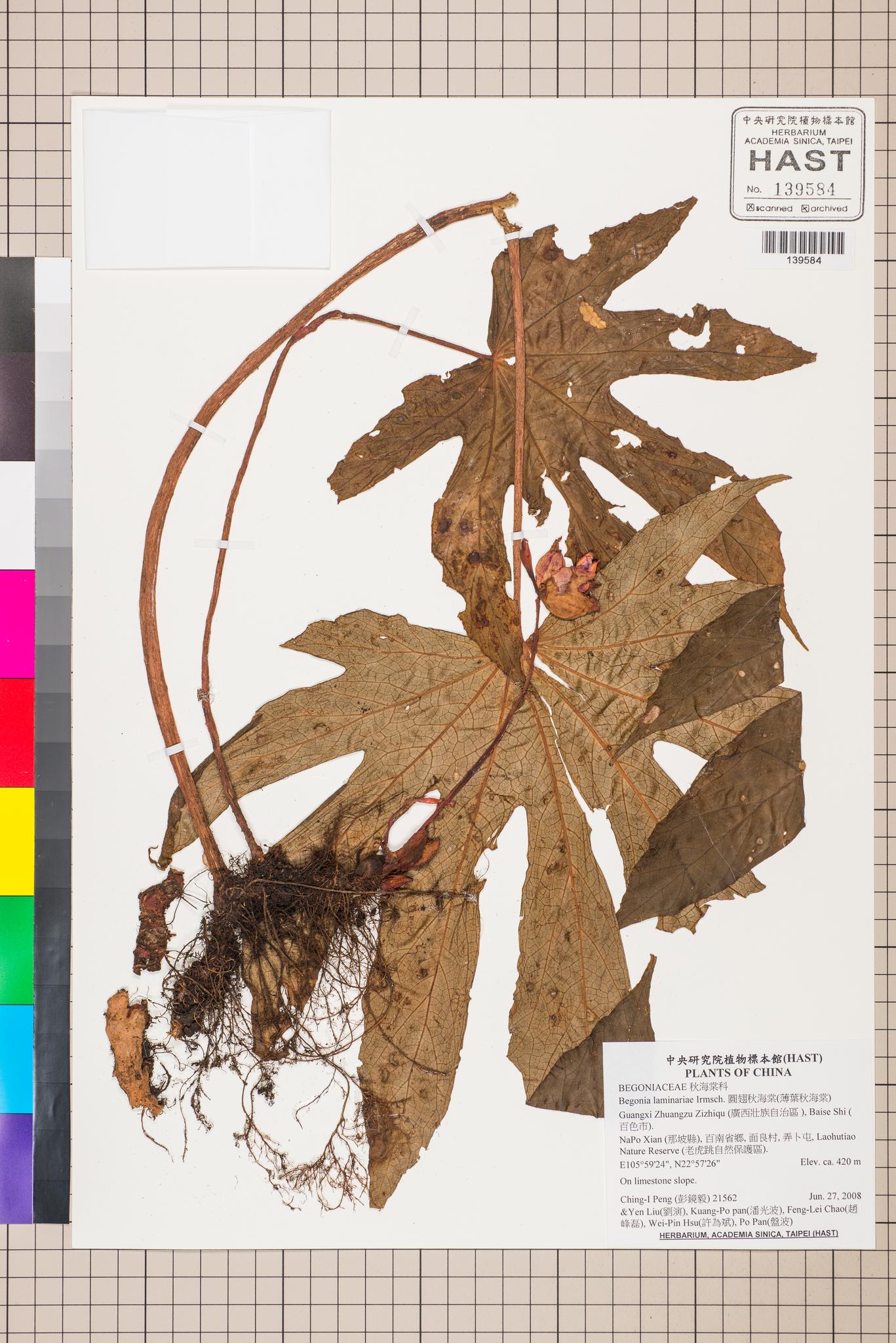 Sample image for viewer