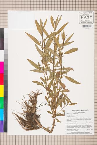 Ludwigia glandulosa Walter