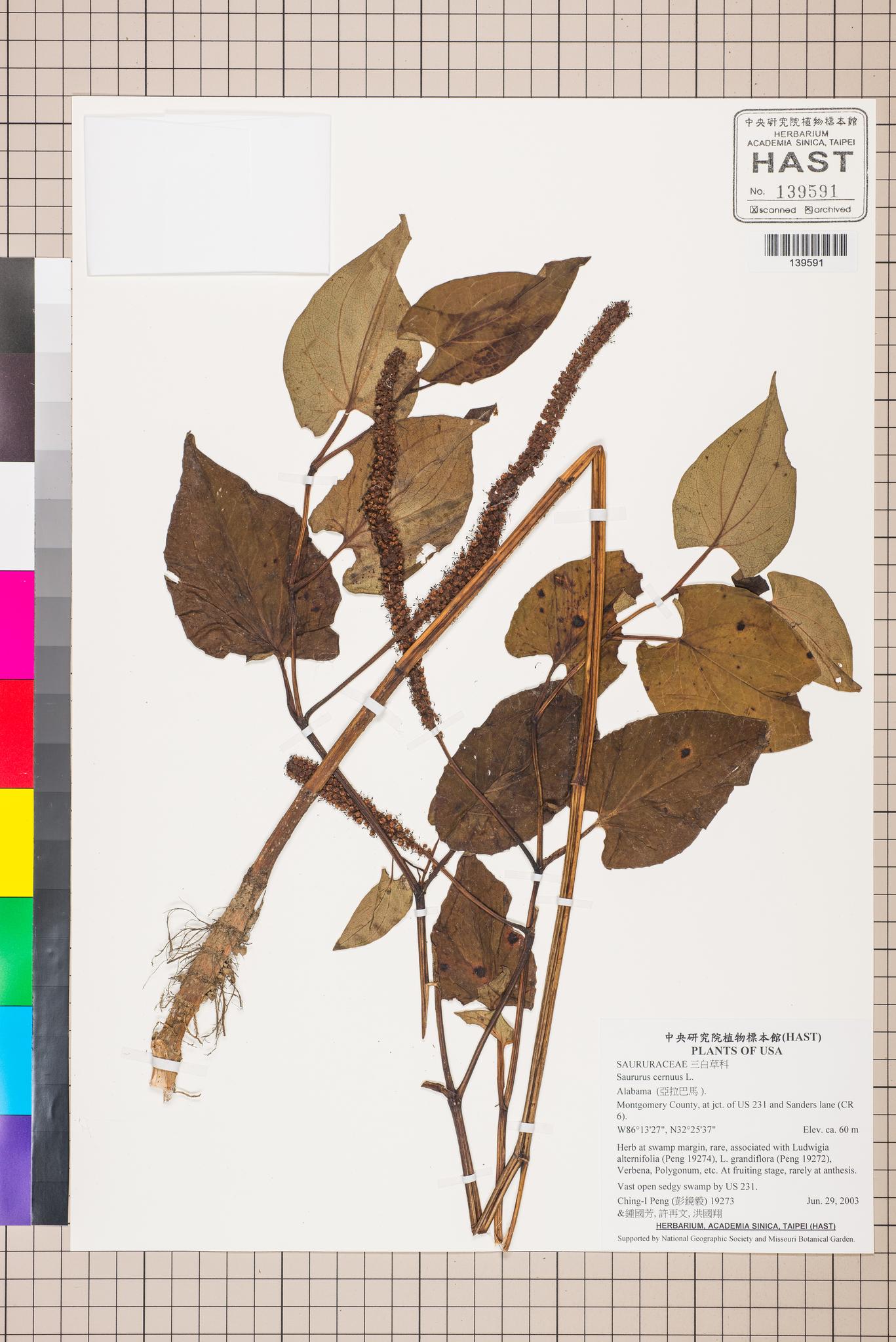 Sample image for viewer