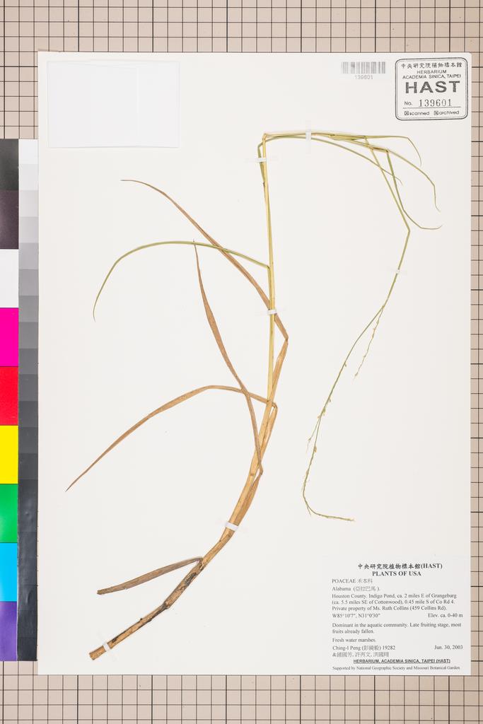 <Unit #60683 Peng, Ching-I | 彭鏡毅 | 19282:: | POACEAE>