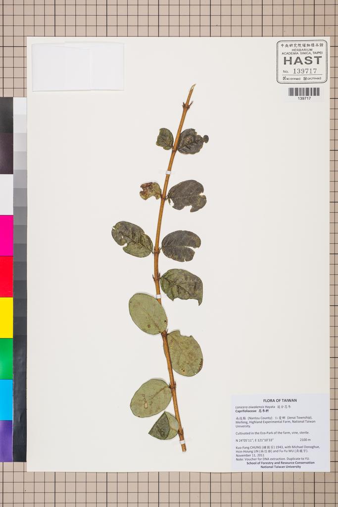 <Unit #130469 Chung, Kuo-Fang | 鍾國芳 | 1943:: | Lonicera oiwakensis Hayata>