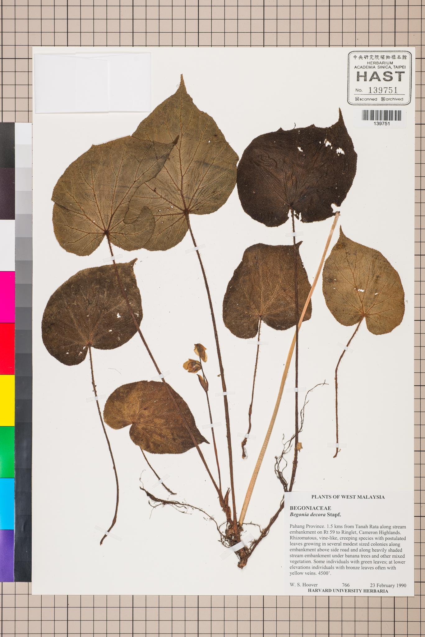 Sample image for viewer