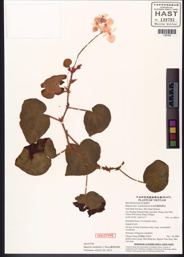 Begonia calciphila (Begonia calciphila)