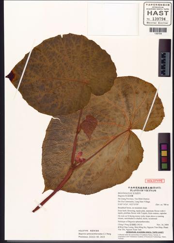 Begonia sphenantheroides (Begonia sphenantheroides)