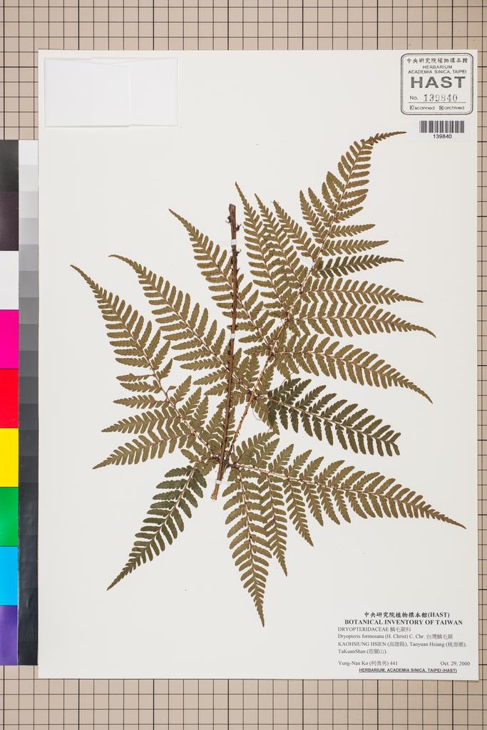 <Unit #130589 Ko, Yung-Nan | 柯勇男 | 441:: | Dryopteris formosana (H. Christ) C. Chr.>