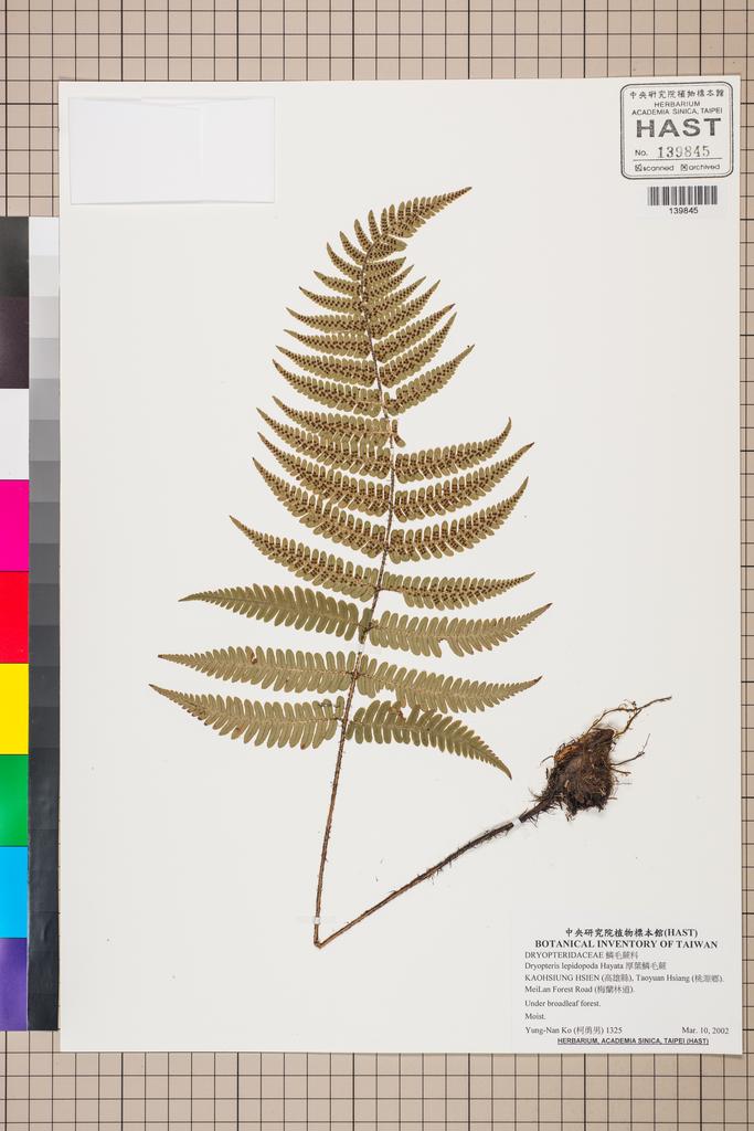 <Unit #130585 Ko, Yung-Nan | 柯勇男 | 1325:: | Dryopteris lepidopoda Hayata>