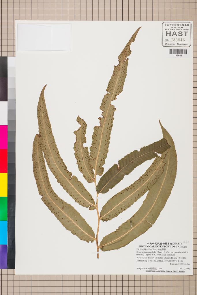 <Unit #130584 Ko, Yung-Nan | 柯勇男 | 1243:: | Dryopteris enneaphylla (Baker) C. Chr. var. pseudosieboldii (Hayata) Tagawa & K. Iwats.>