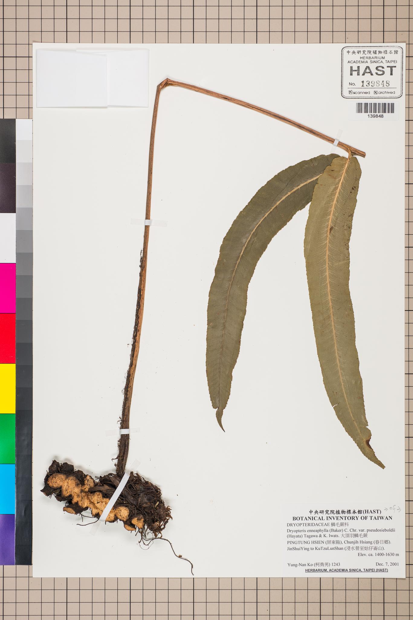 Sample image for viewer