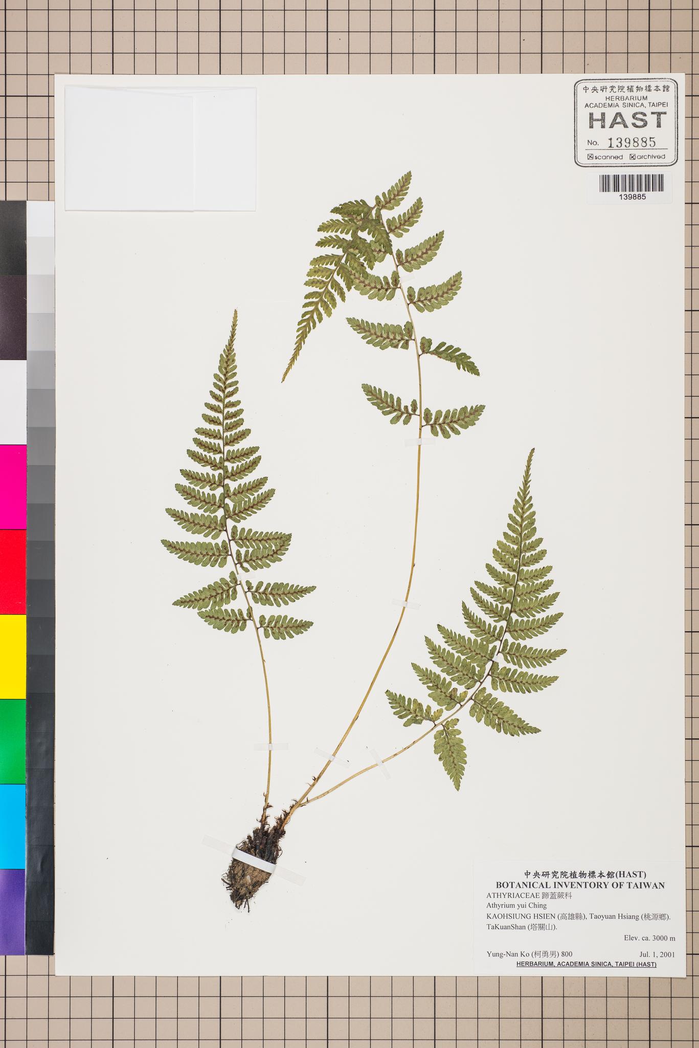 Sample image for viewer