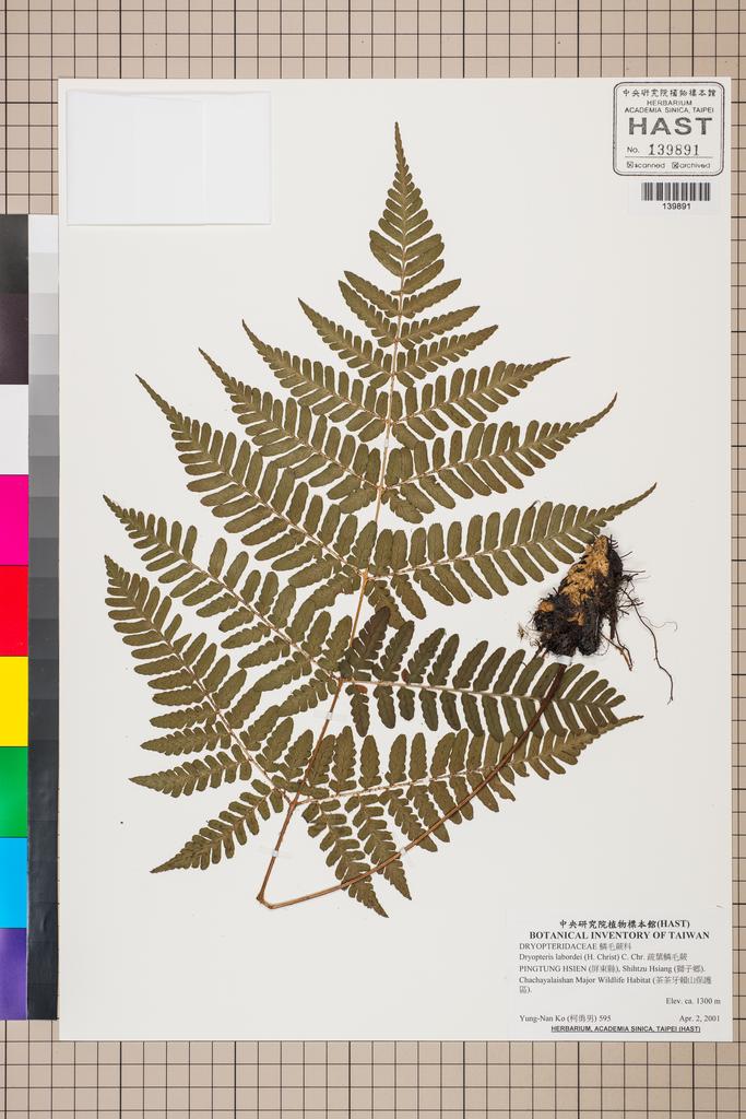 <Unit #130543 Ko, Yung-Nan | 柯勇男 | 595:: | Dryopteris labordei (H. Christ) C. Chr.>