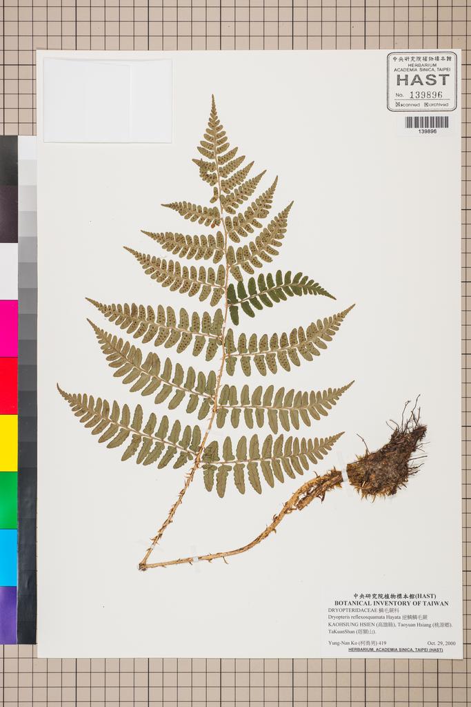 <Unit #130538 Ko, Yung-Nan | 柯勇男 | 419:: | Dryopteris reflexosquamata Hayata>