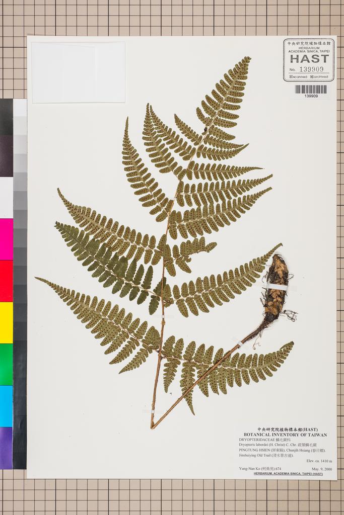 <Unit #130526 Ko, Yung-Nan | 柯勇男 | 674:: | Dryopteris labordei (H. Christ) C. Chr.>