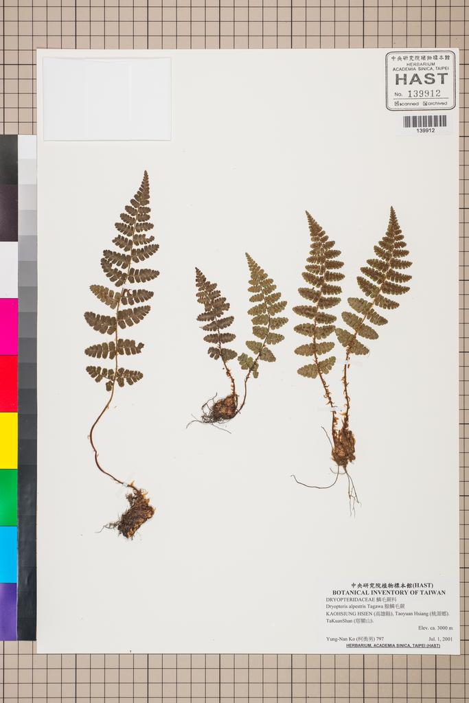 <Unit #130523 Ko, Yung-Nan | 柯勇男 | 797:: | Dryopteris alpestris Tagawa>