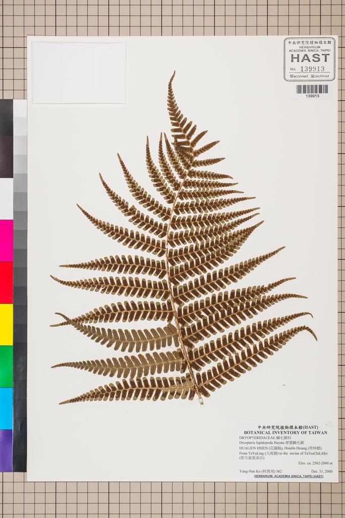<Unit #130522 Ko, Yung-Nan | 柯勇男 | 562:: | Dryopteris lepidopoda Hayata>